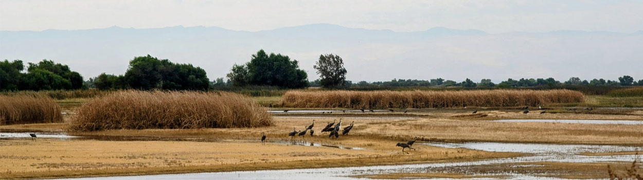 Mendota Wildlife Area Landscape